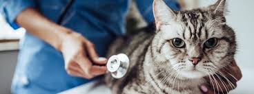 Stomach cancer can cause several symptoms. Cancer In Cats Symptoms Treatment Purina