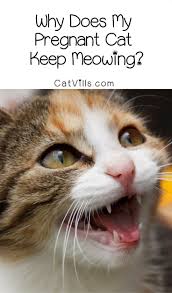 Keep reading to learn how you can help your cat through her pregnancy and the 3 stages of labor. Why Does My Pregnant Cat Keep Meowing