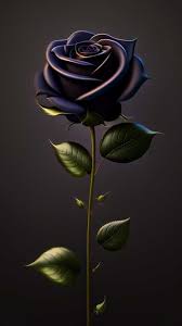 hd 4k dark red rose wallpapers for mobile