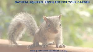 natural squirrel repellent for your