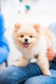 Pomeranian Dog Pictures