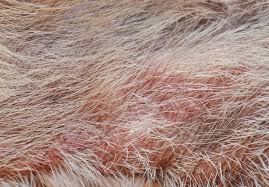 pyoderma in dogs what is it causes