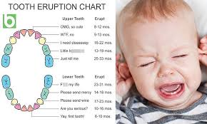 Parents Share A Babyologys Baby Teething Chart Daily Mail
