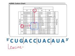 Using A Codon Chart Youtube