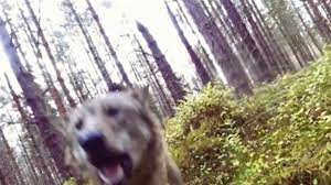 Video: zo ziet een wolvenaanval er van dichtbij uit | RTL Nieuws