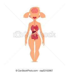 Anatomy Chart Human Internal Organs Female Body