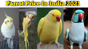 parrot in india 2021 covid 19