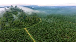 Edible oil markets rally as Indonesia limits palm oil exports…