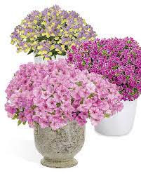 The proven winners (r) available at becky's flower farm are Proven Winners