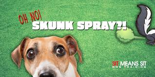 oh no a skunk spra your dog here s