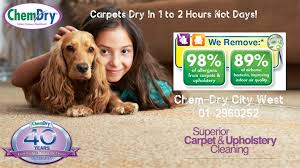 eco friendly carpet cleaning company