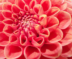 Image result for coral red flowers