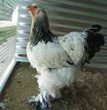Are Brahma chickens bigger than Jersey Giants?