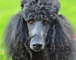 top 9 poodle care tips