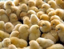 Ayam broiler adalah jenis ayam yang dimanfaatkan dagingnya untuk diolah menjadi masakan yang lezat. Daftar Harga Bibit Ayam Potong Hari Ini Maret 2021 Terbaru Farmbos Com