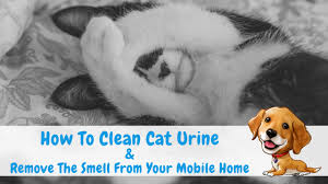 clean cat urine remove the smell