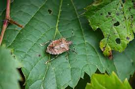 how to get rid of stink bugs in your