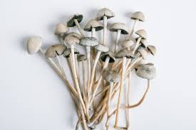 10 Most Potent Magic Mushrooms - HealingMaps