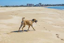 dog parks and beaches in jacksonville