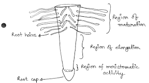 root roots structure diagram