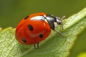how to use ladybugs as pest control