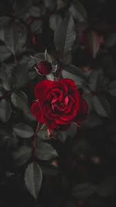dark red roses wallpapers top free