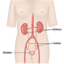 bladder fulguration what you need to know