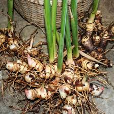 GALANGAL Root Dried ORGANIC Bulk Herb,Alpinia officinarum Radix | eBay