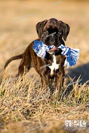 boxer puppy brown brindle standing in