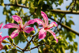 Check spelling or type a new query. Pink Flowers Of The Silk Floss Tree Ceiba Speciosa Formerly Chorisia Speciosa Stock Photo Picture And Royalty Free Image Image 135025361