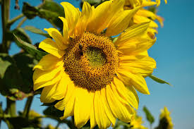 Plant the sunflowers to the same depth as they were in the pot. Growing Sunflowers From Seed Primrose Blog