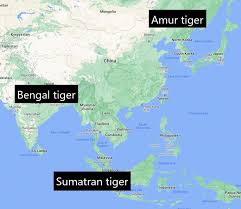 tigers in sumatra and indonesia are