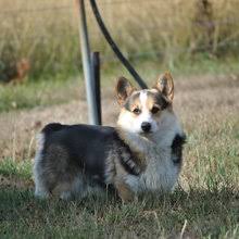 His country of origin is wales. Puppyfind Pembroke Welsh Corgi Puppies For Sale