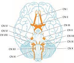 cranial nerves of the brain the
