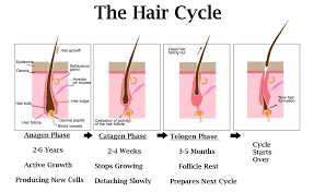 growth cycle hair restoration hair