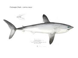 porbeagle shark lamna ns fast