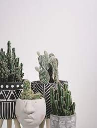 29 Cactus Garden Ideas