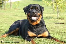 Kết quả hình ảnh cho Chó Rottweiler