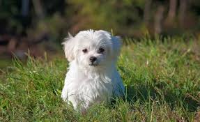 17 small white dog breeds little light