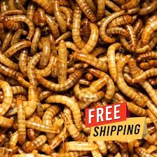 Live Mealworms Best Mealworms For