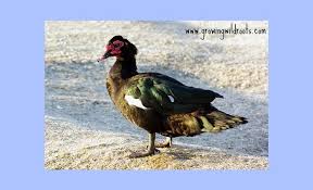 In general, ducks are more difficult to take brooders can easily be bought online or at a pet store. 5 Reasons Muscovy Ducks May Not Be A Good Choice