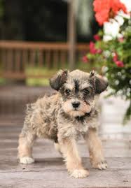 schnauzer miniature puppies