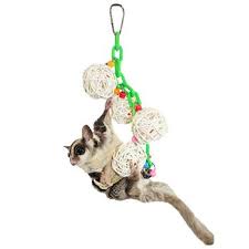 Researchers claim that in sugar gliders and other small animals, playtime boosts mental health and encourages natural. Why Toys Are Important For Gliders Exotic Nutrition