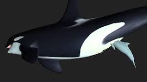 Tasuric orca vore, dragon eatn dolphin, dolphin gastroscopy vertical position linear erosion of the distal part of oesophagus, the thing about dolphins is, dragon eats dolphin furry vore, ecco the dolphin. Playtube Pk Ultimate Video Sharing Website