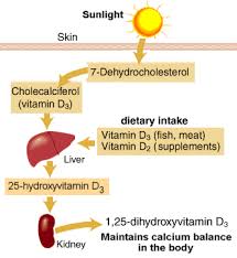 Benefits, side effects and dosage. Vitamin D And Bone Health