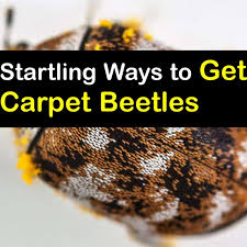 getting rid of carpet beetles hands