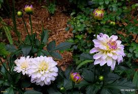 Photo Of The Bloom Of Decorative Dahlia