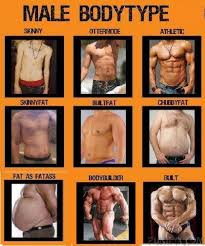 Male Body Type Chart Ottermode All The Way To Builtfat I