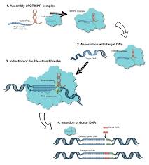 mechanism of crispr cas9 genome editing