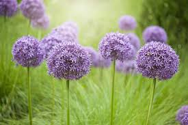 22 Purple Flowers For Gardens Perennials Annuals With